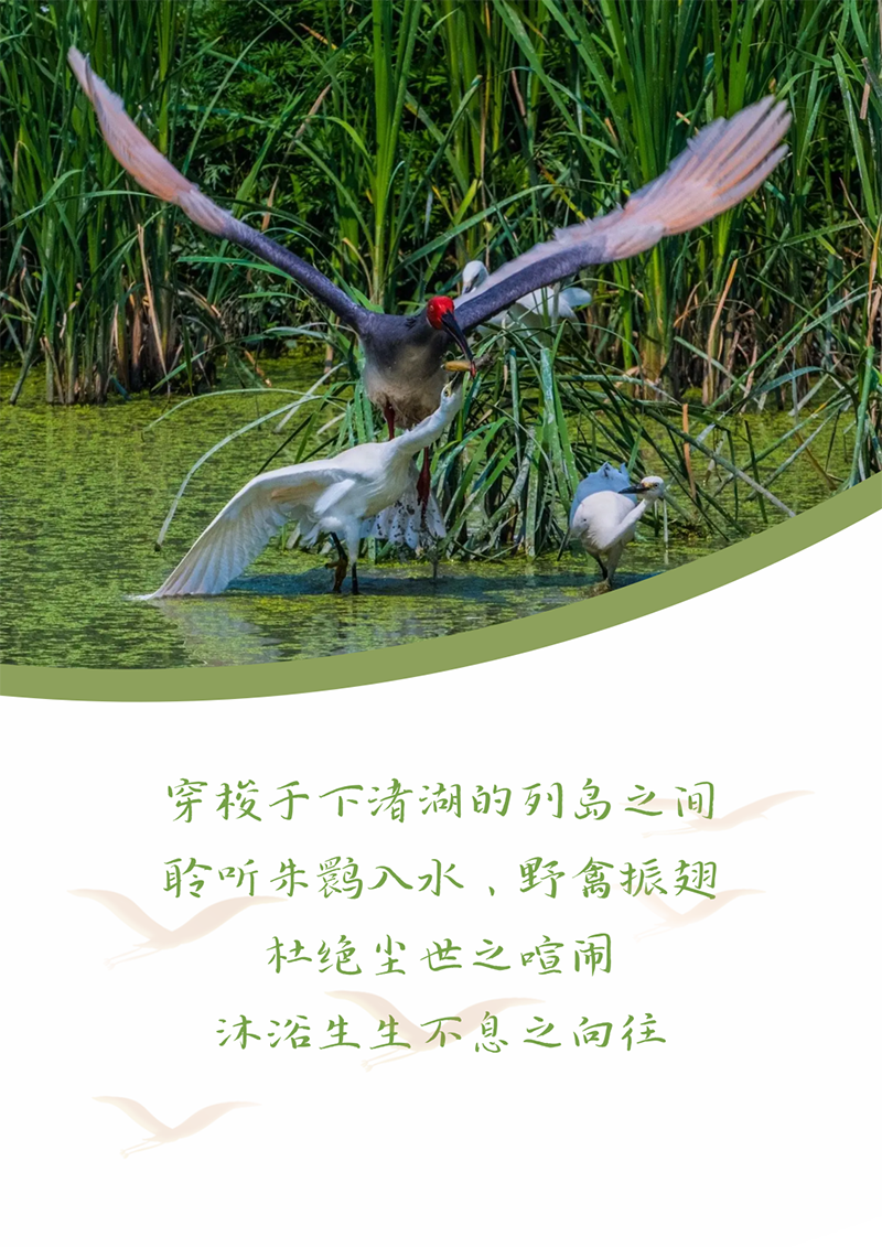 心心念廿 相伴Z6尊龙凯时 | 与德清相约 贺廿载诞辰